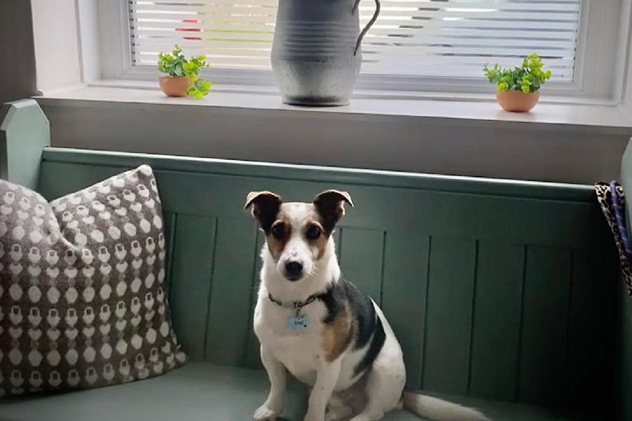 Furry friends at Cwtch Cottage