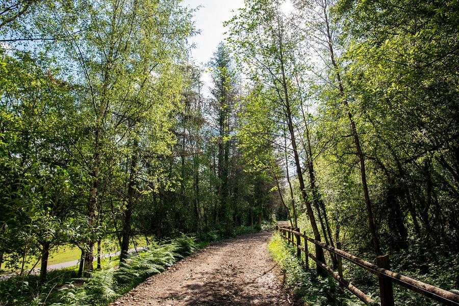 Forestry and mountain walks
