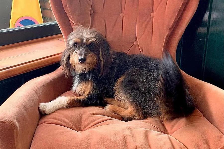 Dog-friendly Walnut Tree Junction